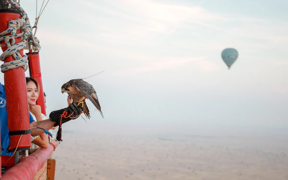 Activities in Dubai - Peregrine Falcon