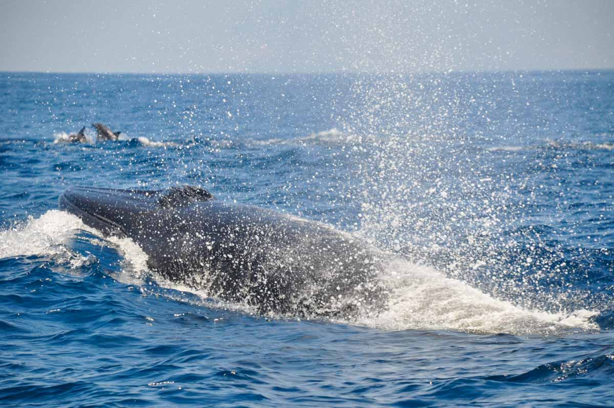 Close-up of Whales at Ogata Whale Watching - Things to do in Kochi Japan