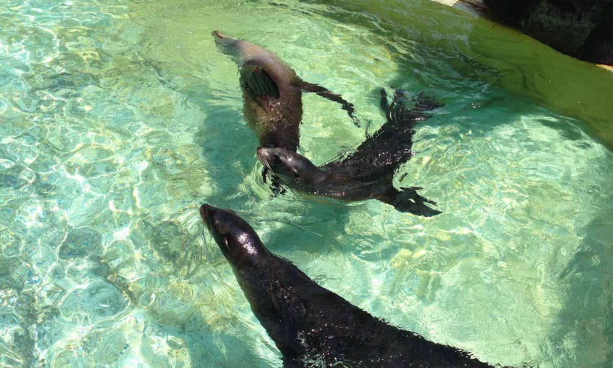 Fur Seals at Katsurahama Aquarium - Things to do in Kochi Japan