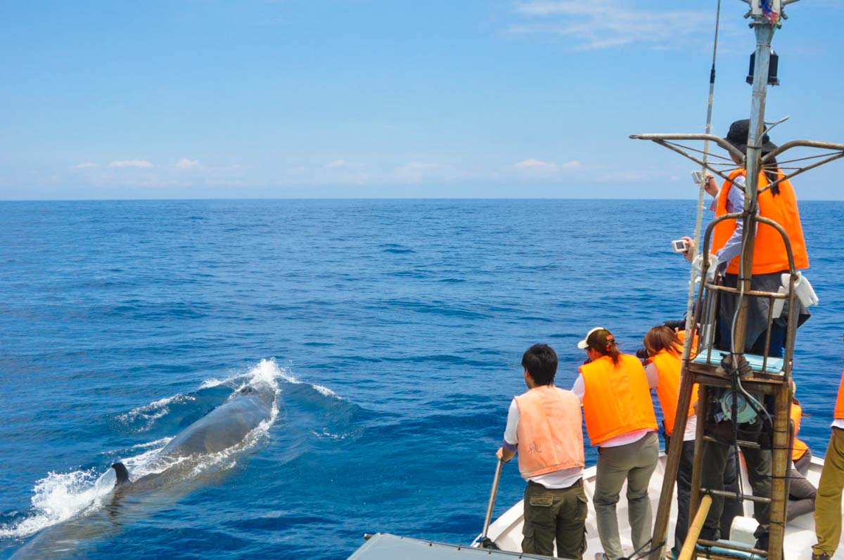 Whale Watching with Ogata Whale Watching in Kochi Japan - Things to do in Kochi Japan