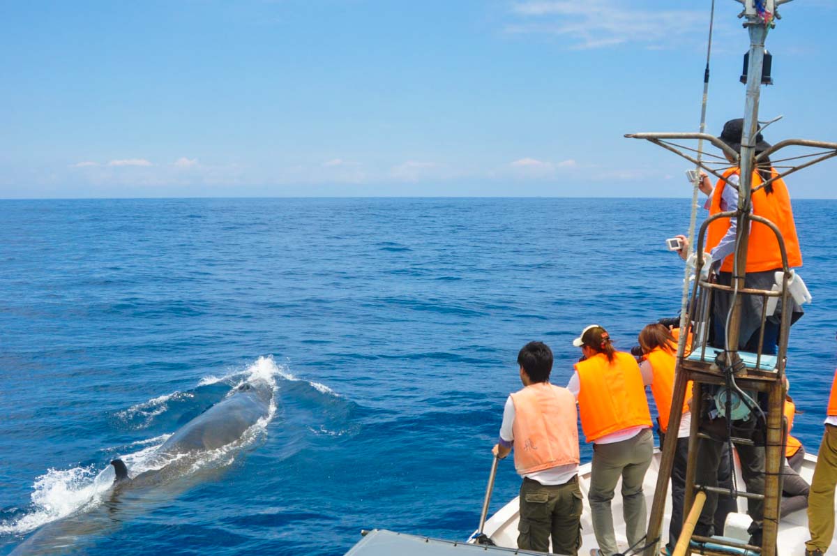 Whale Watching with Ogata Whale Watching in Kochi Japan - Unique Experiences in Shikoku Japan