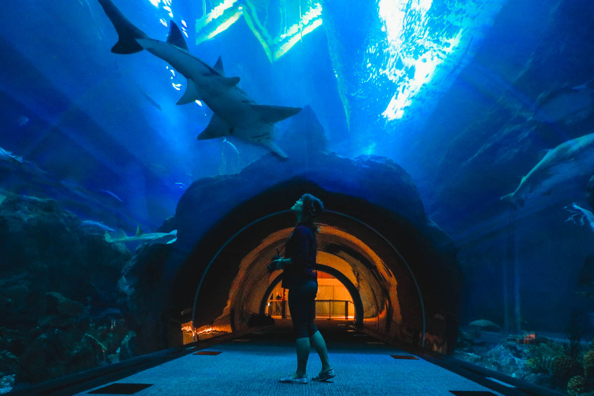 Dubai Aquarium Underwater Tunnel - Dubai Guide