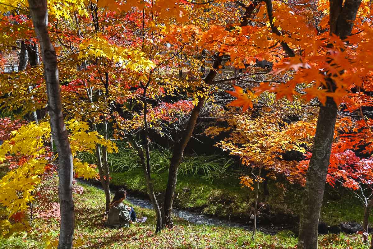 Autumn Foliage Norikura