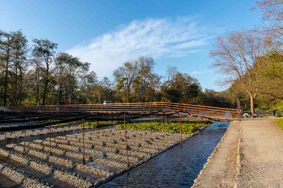 Daio Wasabi Farm Red Bridge