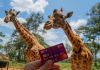 Holding Youtrip Card infront of Giraffes in Kenya---YouTrip Review Featured 2