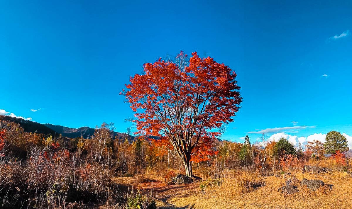 Maple Tree in Norikura 