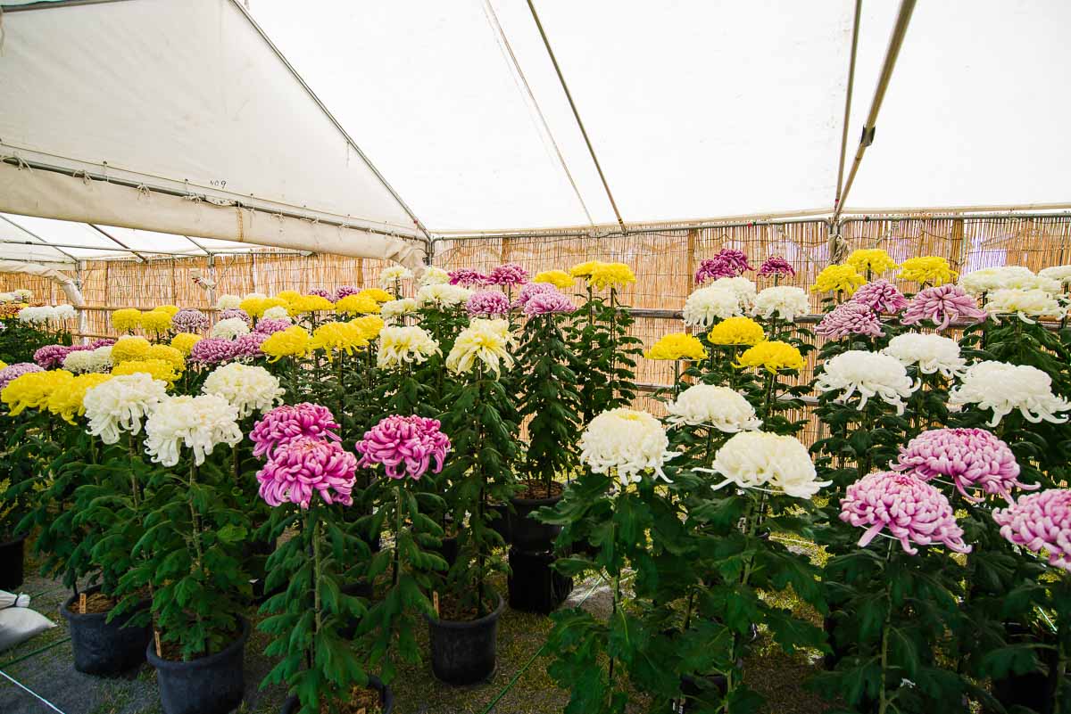 Matsumoto Castle Chrysanthemum Exhibition