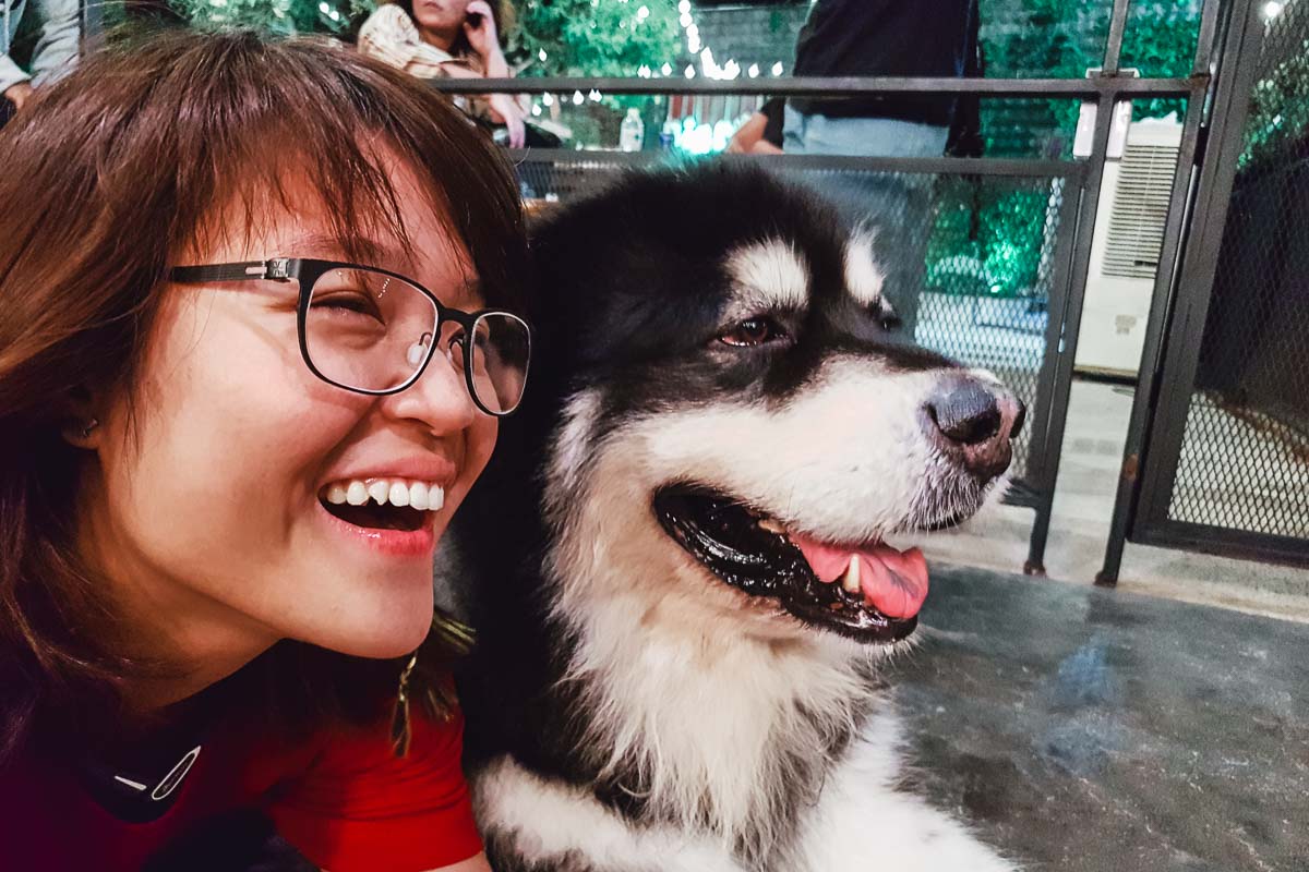 Playing with Alaskan Malamute at Big Dog Cafe - Bangkok Itinerary
