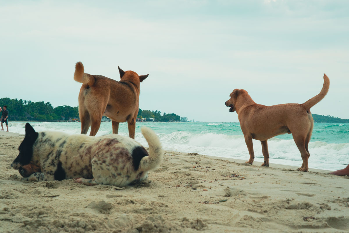 Chawaeng Beach-Koh Samui Budget or Luxury