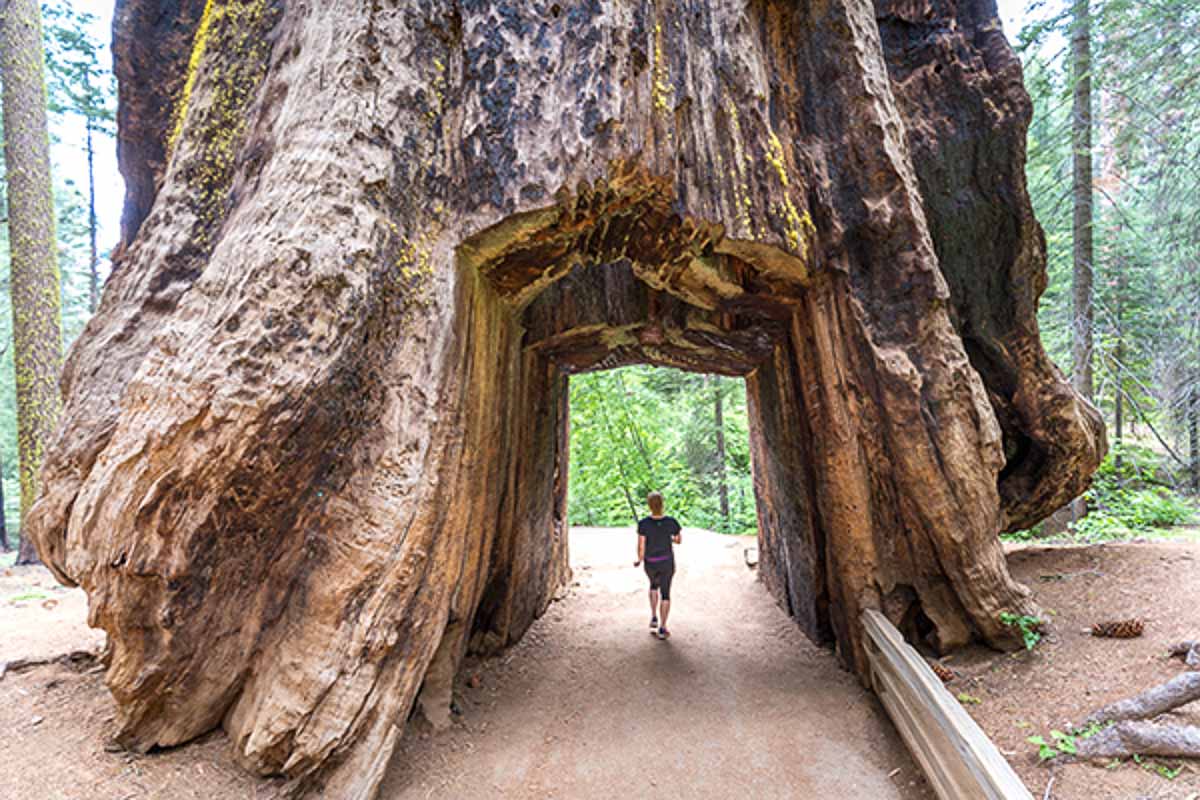 Hole in Giant Sequoia at Tuolumne Grove - SF to LA Road Trip Itinerary