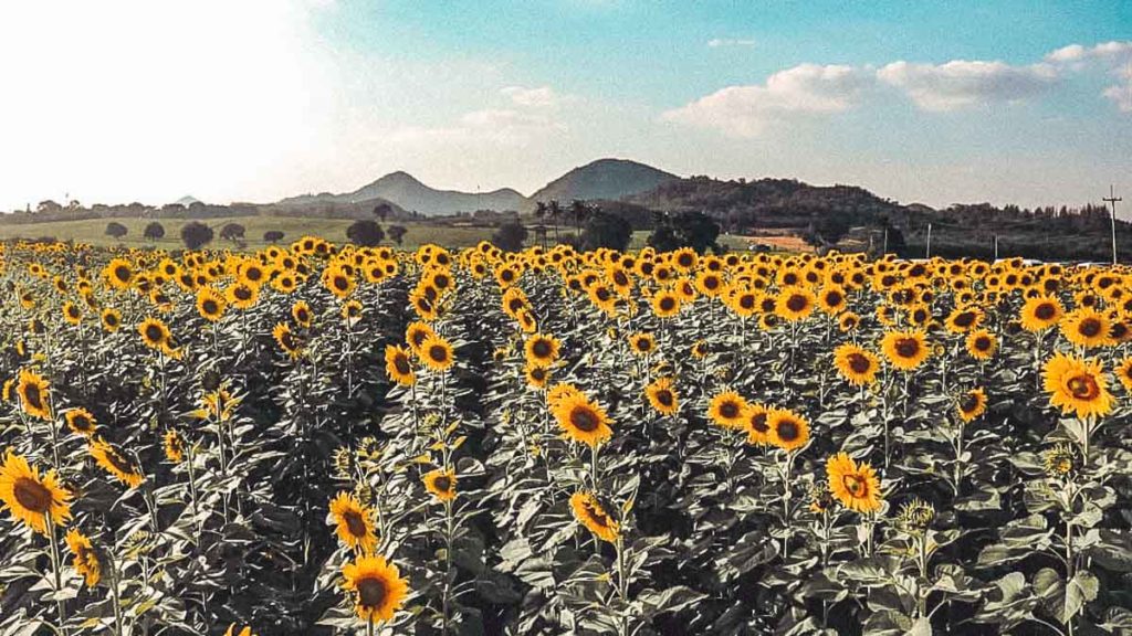 Saburi Sunflower Fields — hidden gems
