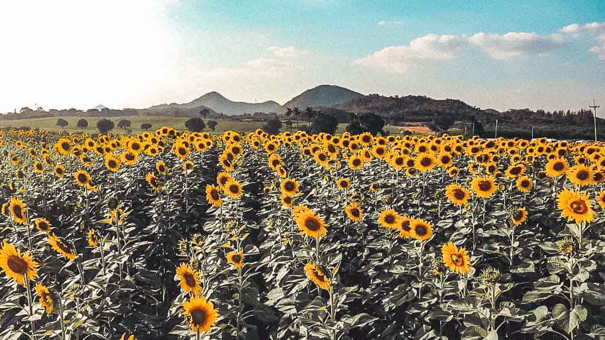 Saburi Sunflower Fields - Khao Kho Itinerary