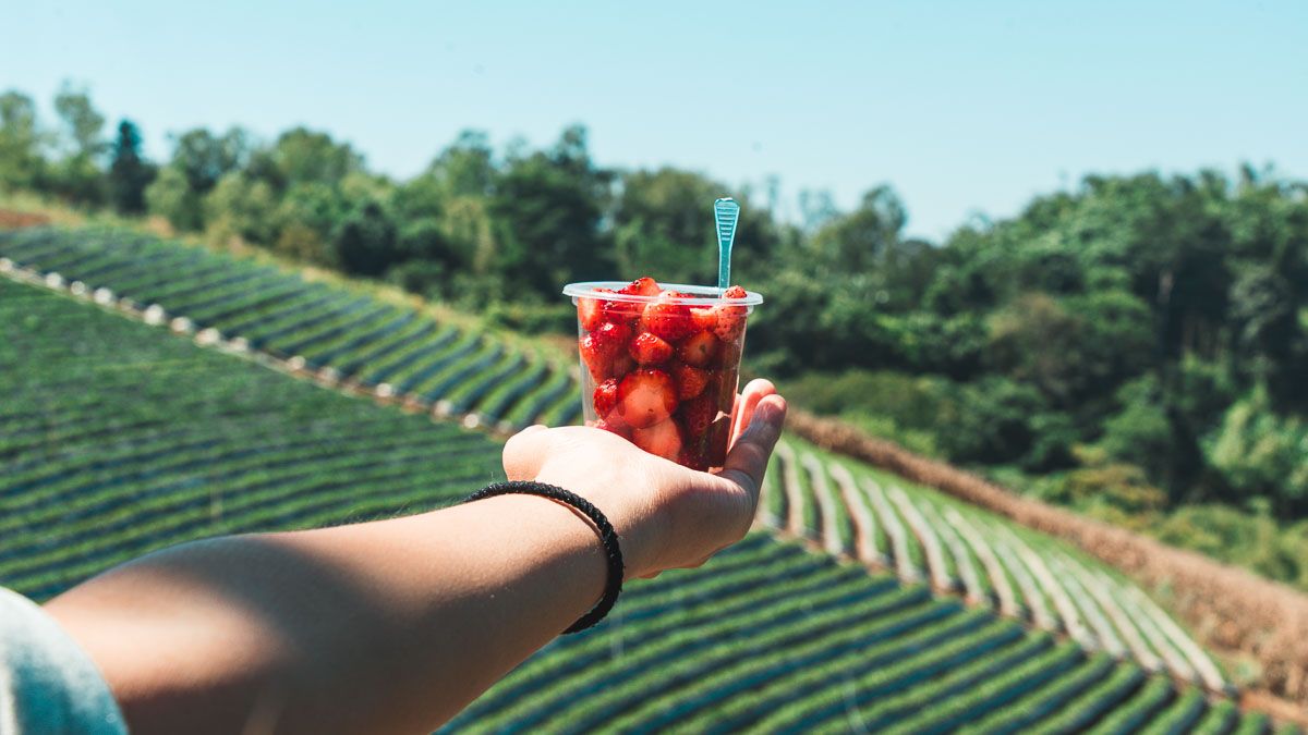 Uncle Neung's Strawberry Farm - Khao Kho Itinerary