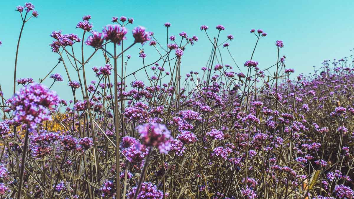 Windmill Farm Verbena Flowers — Khao Kho Itinerary