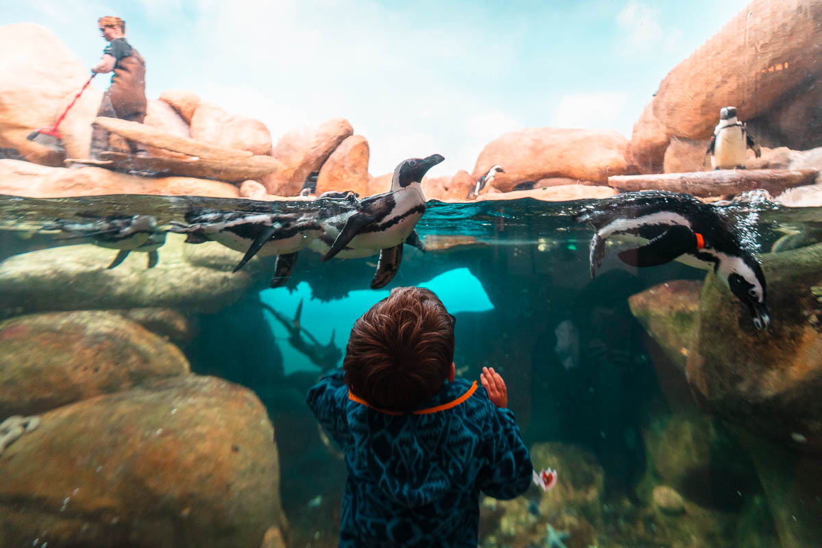 Little Boy Watching Penguins Swim at California Academy of Sciences - SF to LA Road Trip Itinerary