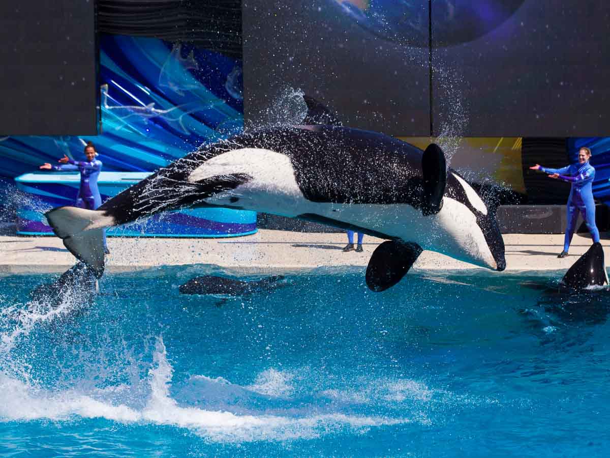 SeaWorld San Diego Orca Animal Show - Los Angeles Theme Parks