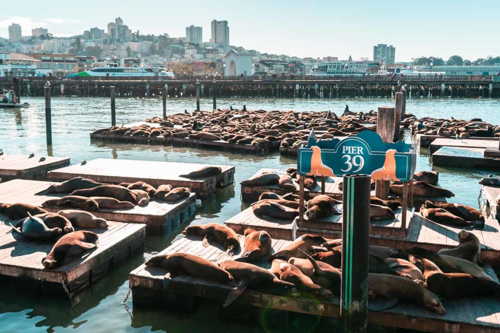 Watching Sea Lions at Pier 39 SF to LA Road Trip Itinerary
