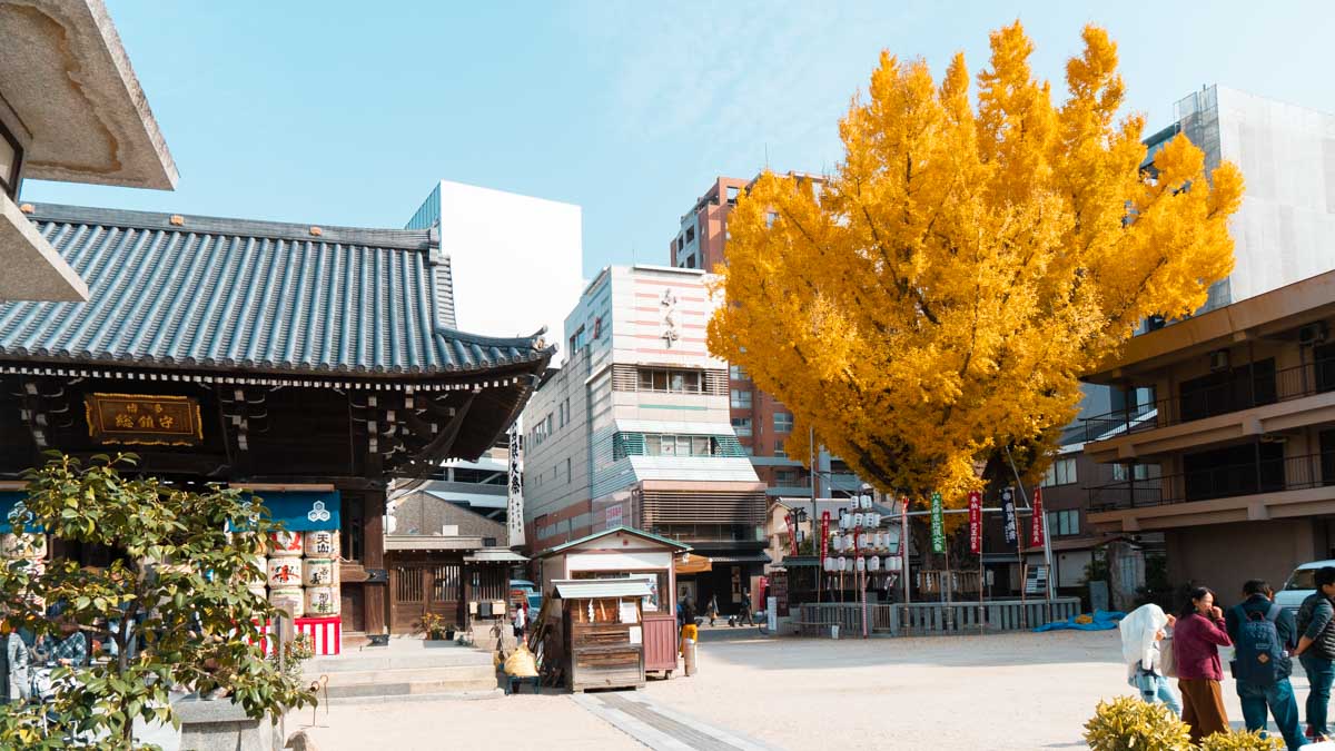 Yellow ginkgo tree of Kushida shrine - Japan Kyushu Itinerary