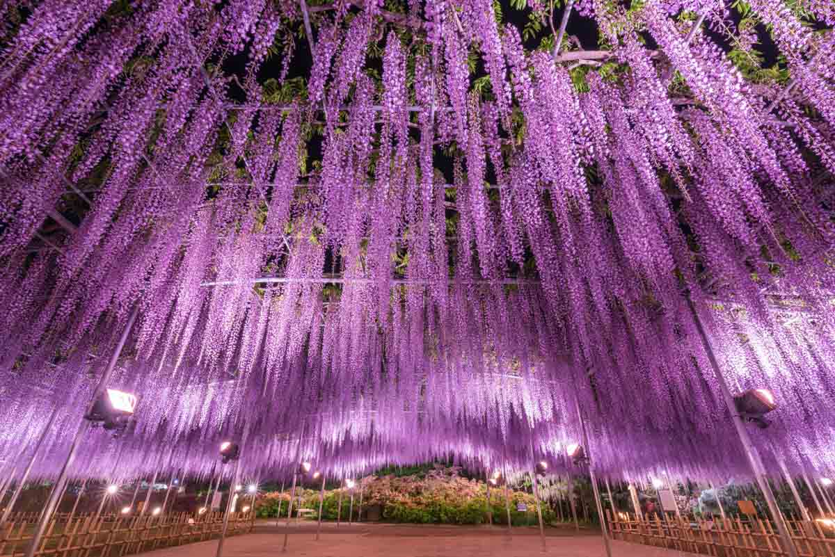 Ashikaga Flower Park - Why Tochigi Japan Needs to Be In Your Tokyo Itinerary