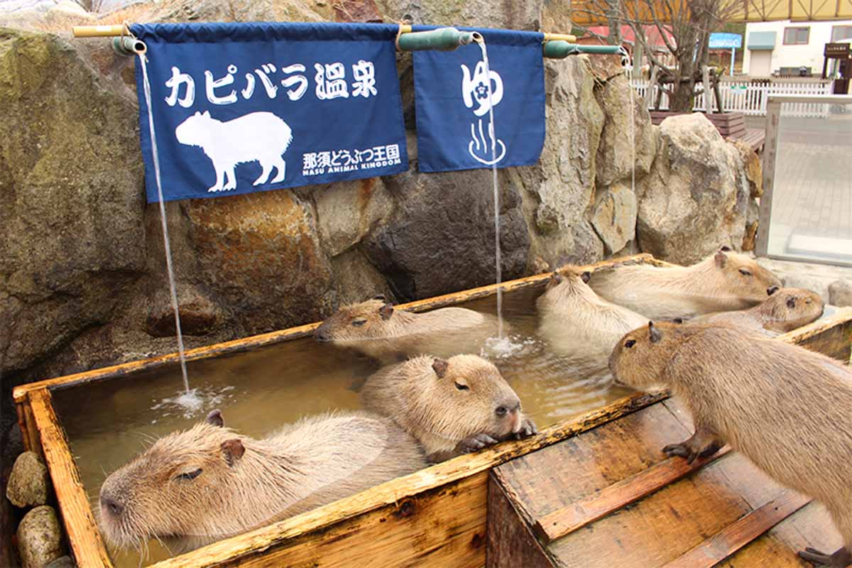 Capybaras Soaking in an Onsen in Nasu Animal Kingdom - Why Tochigi Japan Needs to Be In Your Tokyo Itinerary