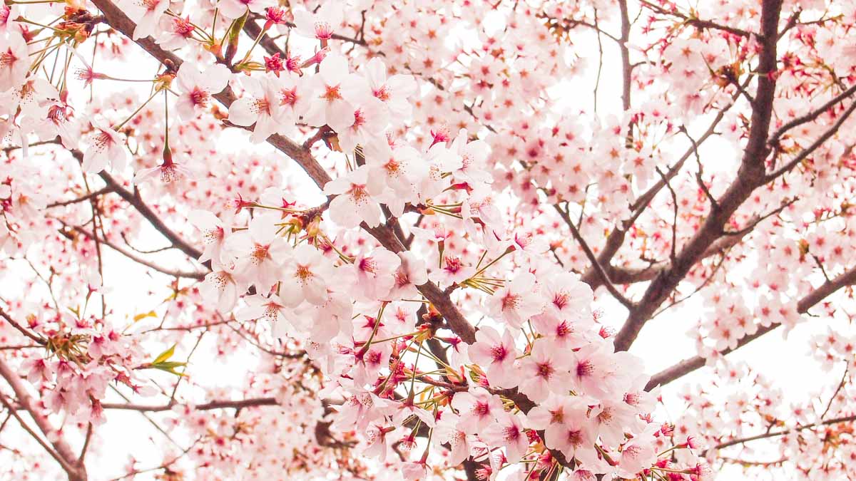 Cherry Blossom Flowers South Korea - South Korea Cherry Blossom Guide 2019