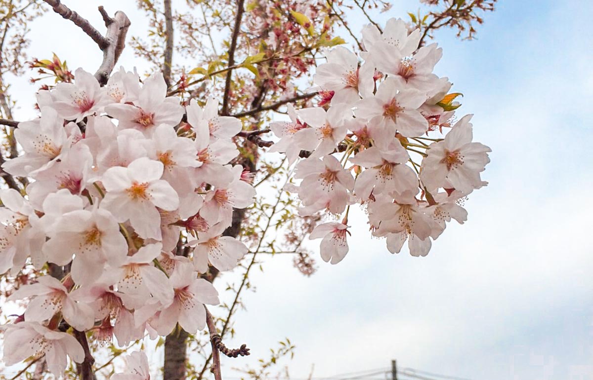 Cherry Blossom flowers in South korea - Sakura Guide