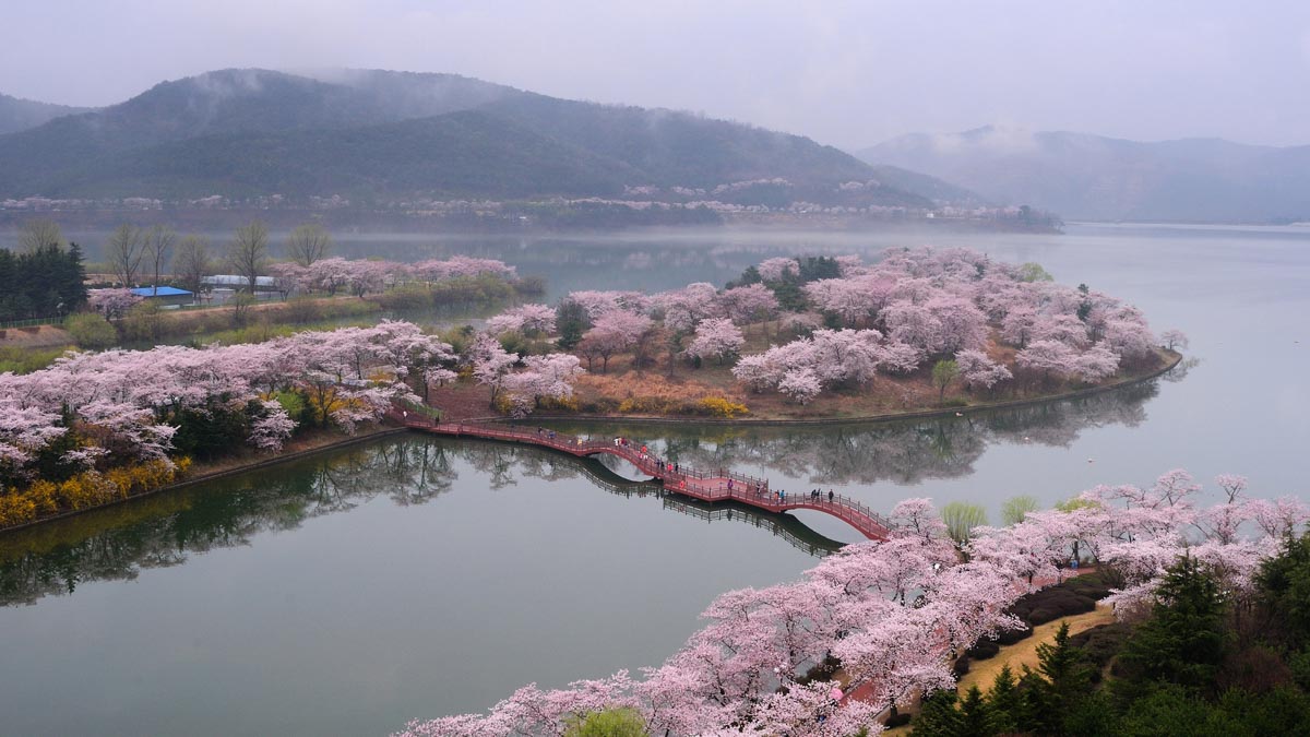 Bomun Lake in Gyeongju, South Korea - South Korea Cherry Blossom