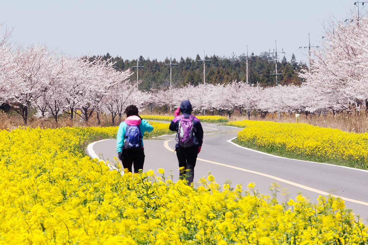 Cherry blossom and forsythia in Jeju Island Seogwipo - South Korea Cherry Blossom Guide 2019