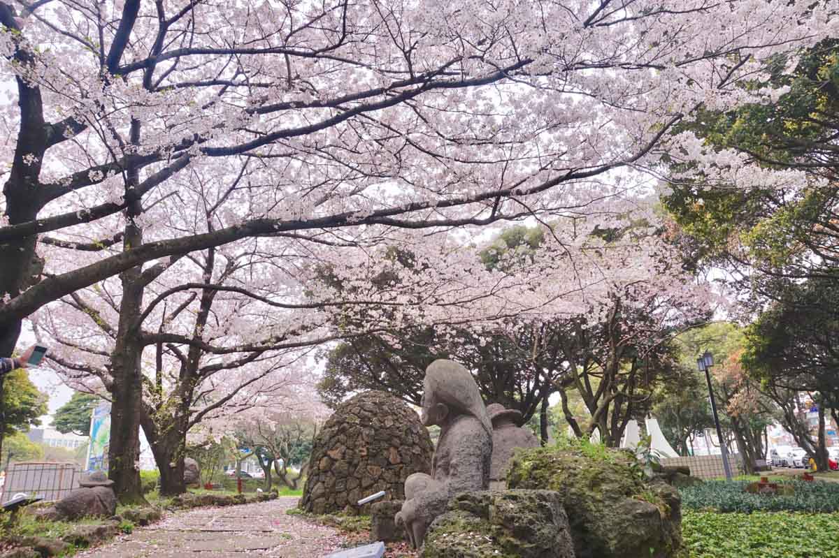 Cherry blossom in Jeju Island - South Korea Cherry Blossom Guide 2019