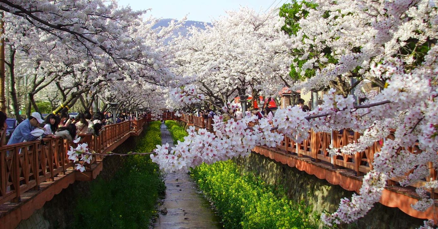 South Korea Cherry Blossom Guide 2020 — The Only Guide You’ll Need The Travel Intern