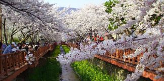 FEATURED IMAGE - South Korea Cherry Blossom Guide 2019-20080405