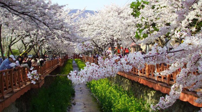 FEATURED IMAGE - South Korea Cherry Blossom Guide 2019-20080405