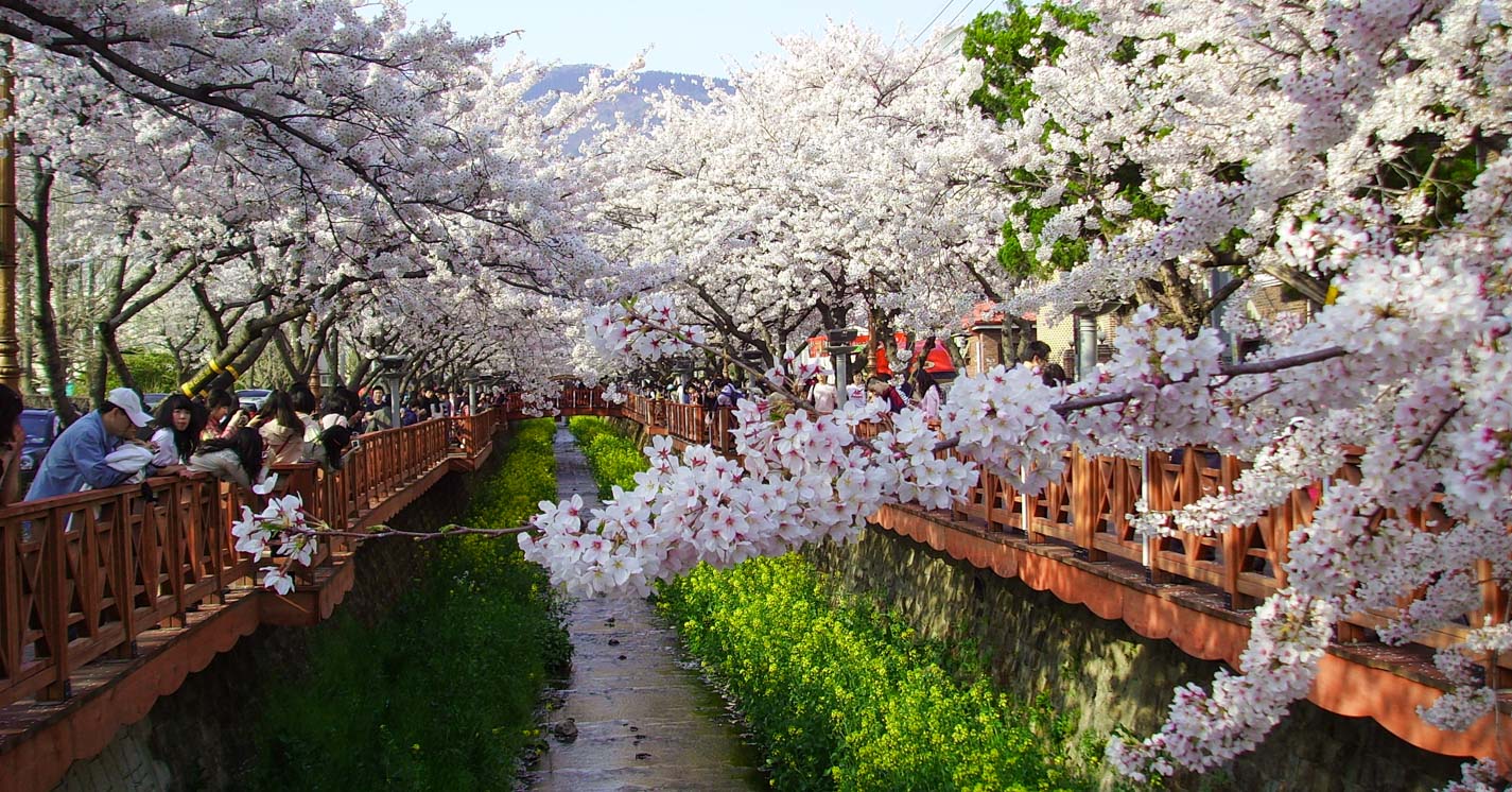 south korea cherry blossom guide 2019 — the only guide you'll need