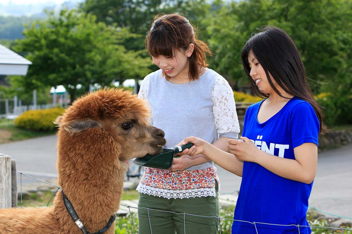 Feeding Alpacas at Nasu Animal Kingdom in Tochigi - Why Tochigi Japan Needs to Be In Your Tokyo Itinerary