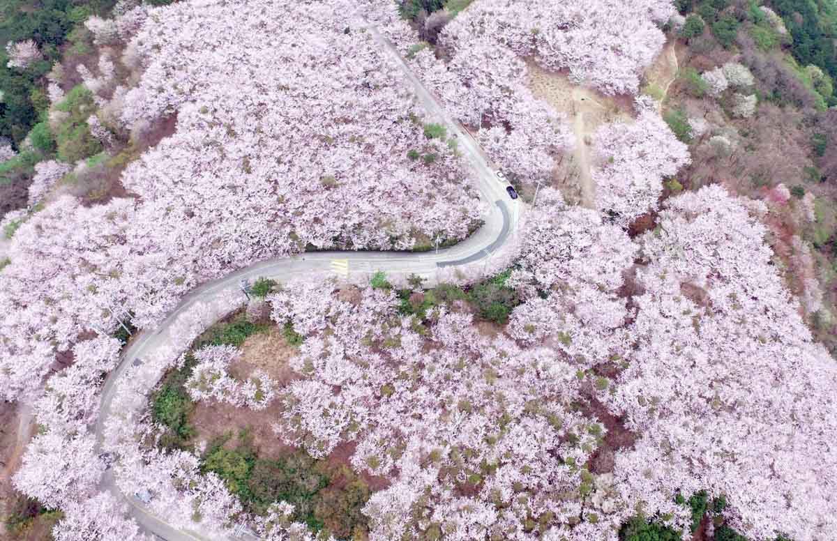 Hwangnyeongsan Mountain drone view in Busan - South Korea Cherry Blossom Guide 2019