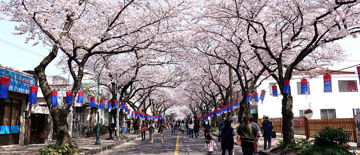 Jeonnong-ro cherry blossom street in Jeju Island - South Korea Cherry Blossom Guide 2019