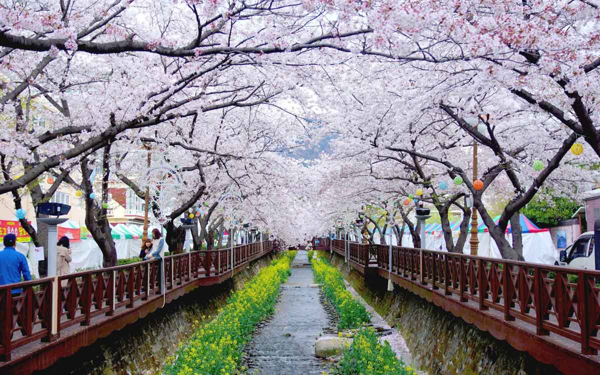 South Korea Cherry Blossom Guide 2020 — The Only Guide You’ll Need