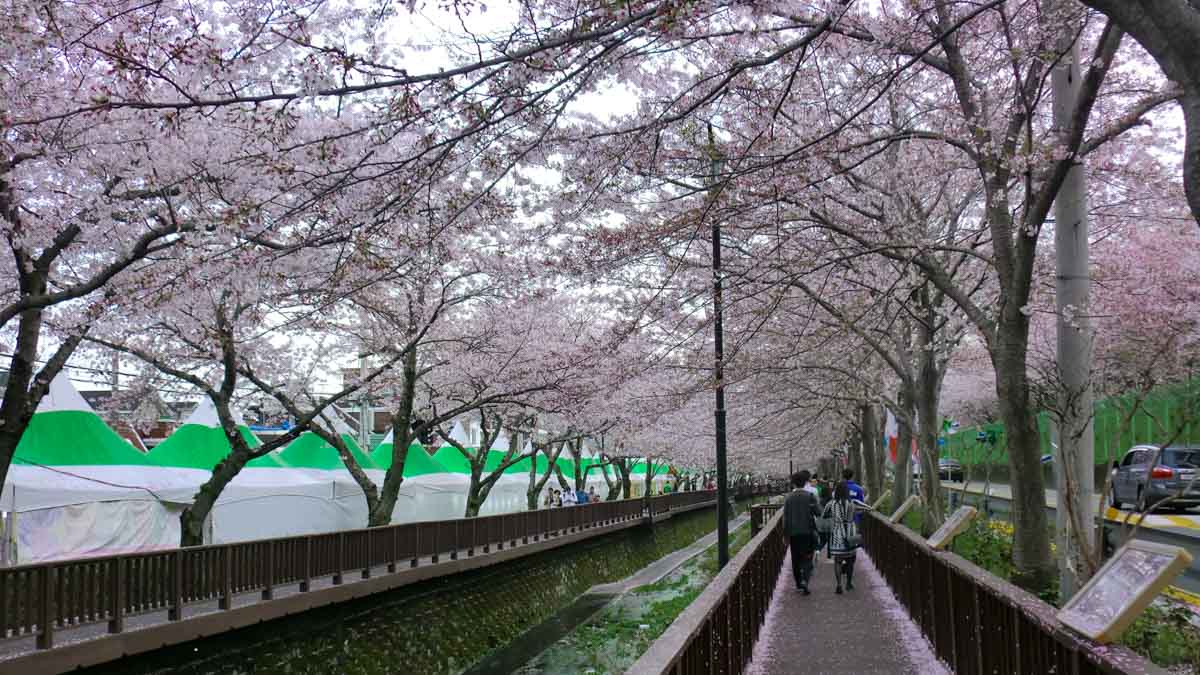 Jinhae Cherry Blossom festival busan - South Korea Cherry Blossom Guide 2019