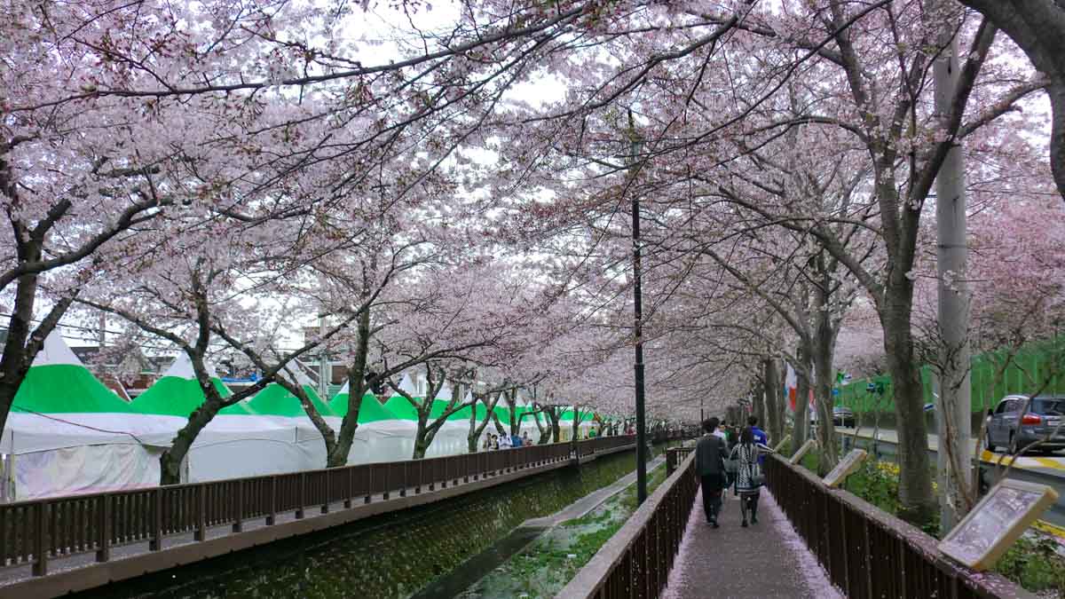 Jinhae Cherry Blossom festival busan - Sakura Guide