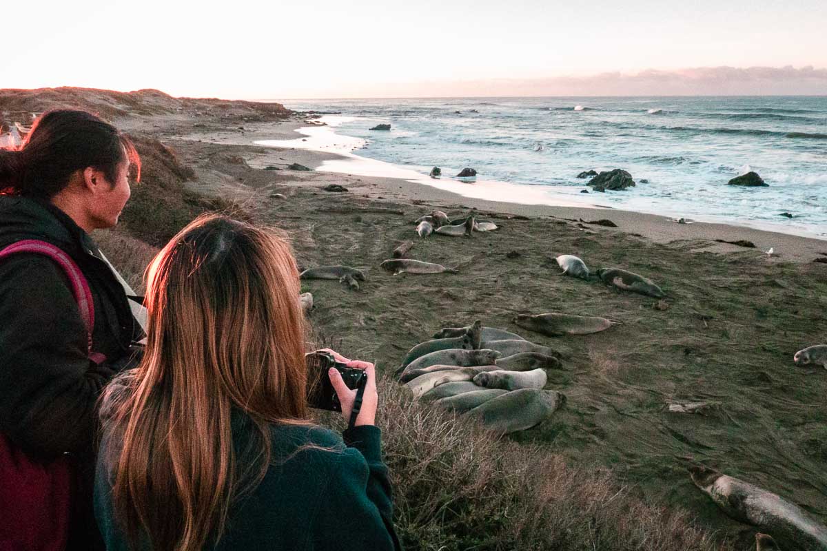 Looking at Elephant Seals along Pacific Coast Highway 