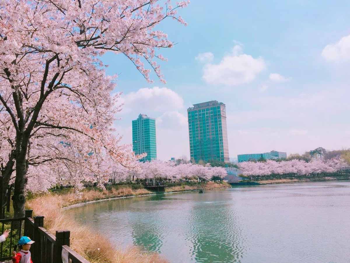 Seokchon Lake Park Seoul - South Korea Cherry Blossom Guide 2019
