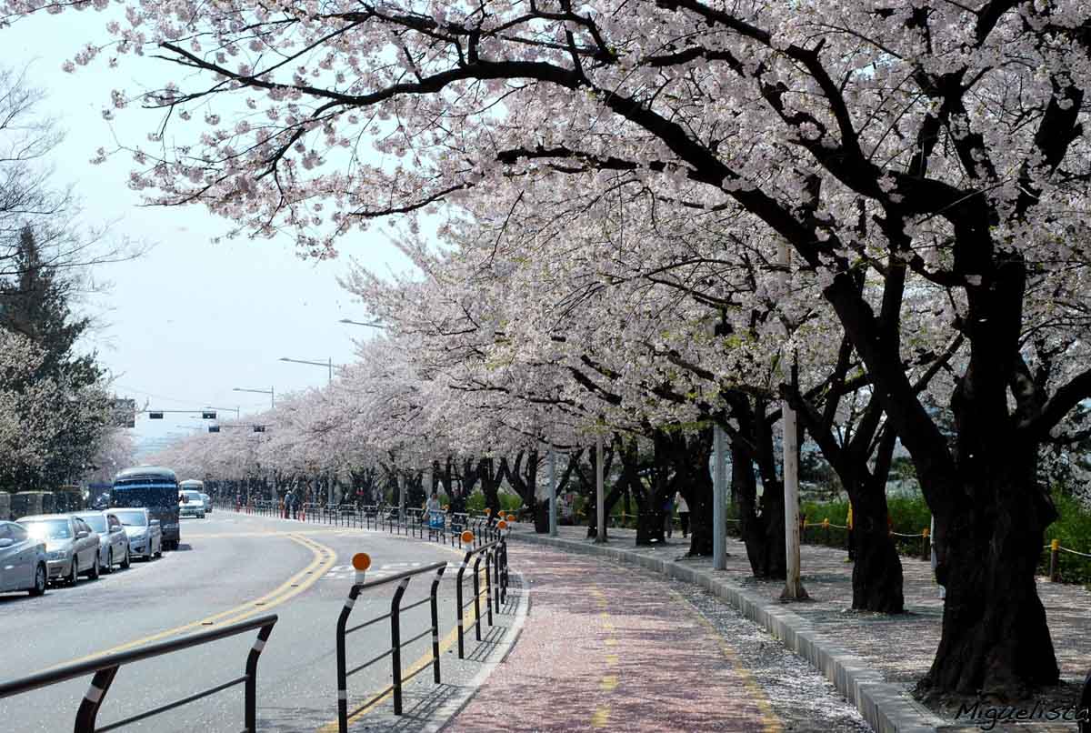 south-korea-cherry-blossom-guide-2019-the-only-guide-you-ll-need