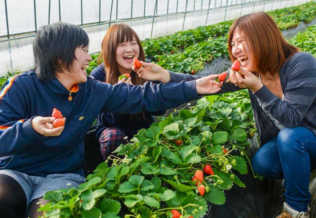 Strawberry Picking in Tochigi - Why Tochigi Japan Needs to Be In Your Tokyo Itinerary