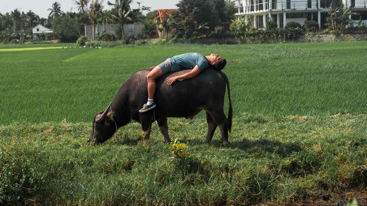 Man lying down on a Buffalo - Central Vietnam Itinerary