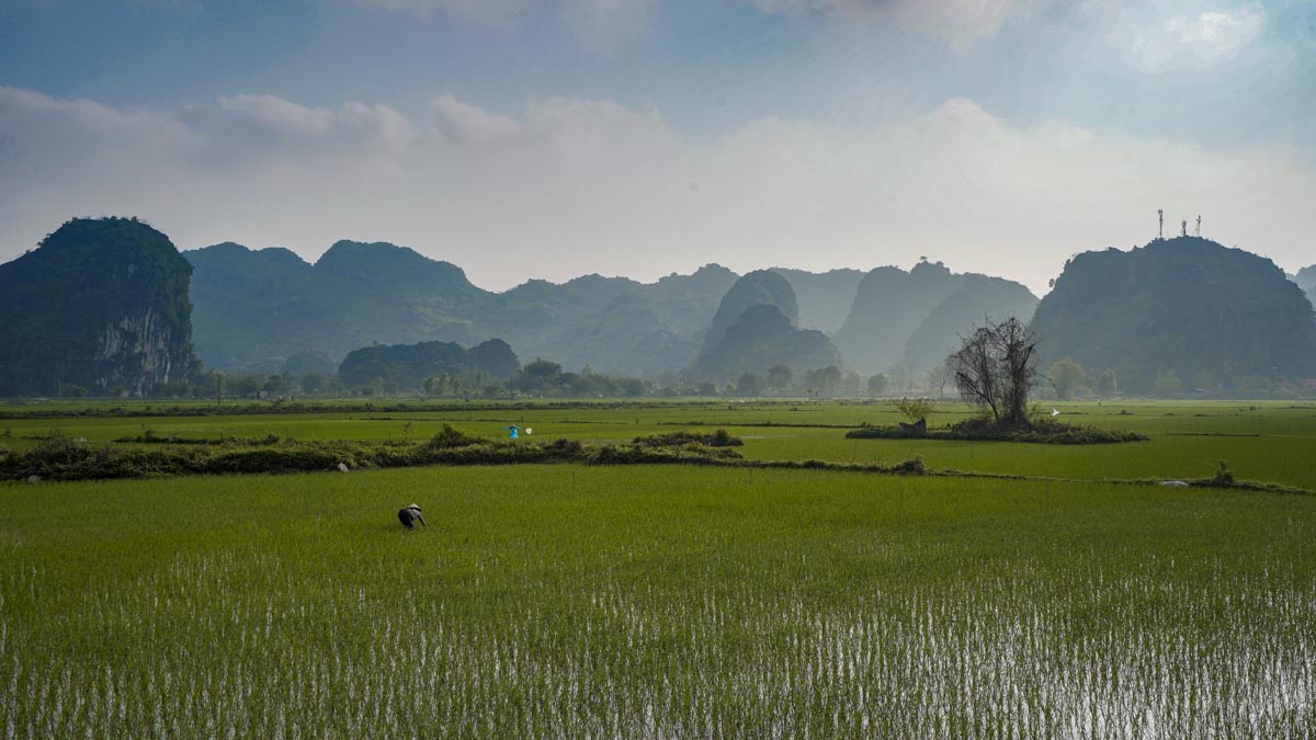Tam Coc paddy fields — Halong Bay, Ninh Binh, Trang An, Cat Ba Island, Mai Chau, Perfume Pagoda, and Sapa-1