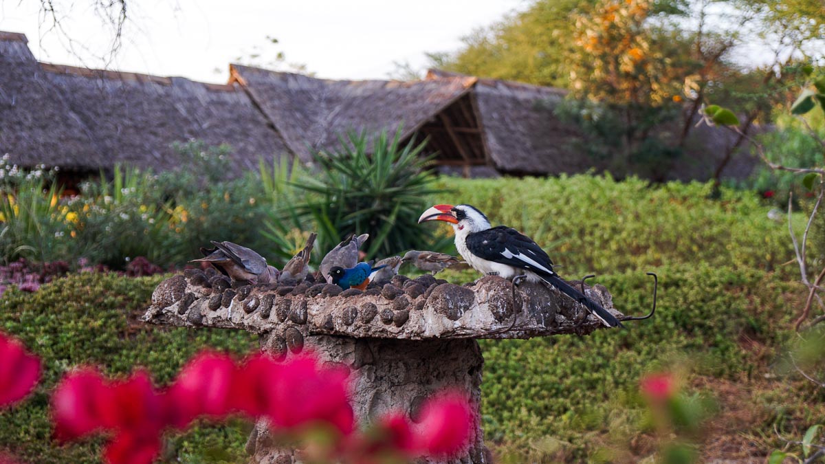 AA Lodge Birds Amboseli National Park - Kenya Safari Itinerary