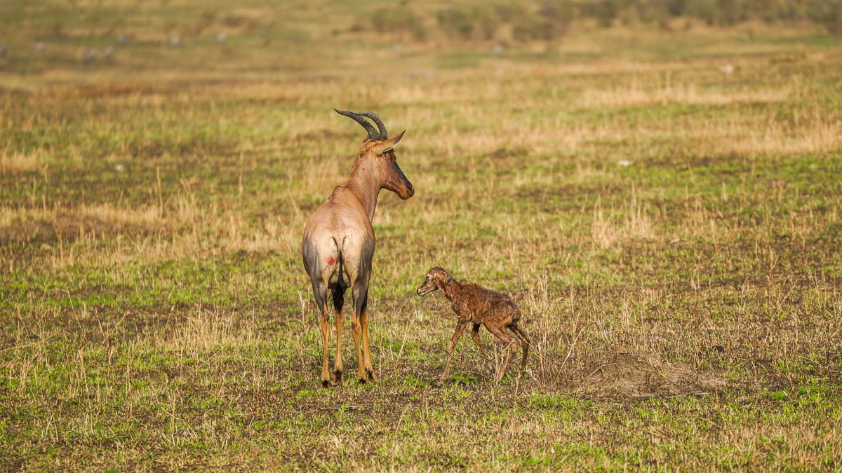 Antelope giving birth at Maasai Mara National Park - Kenya Safari Itinerary