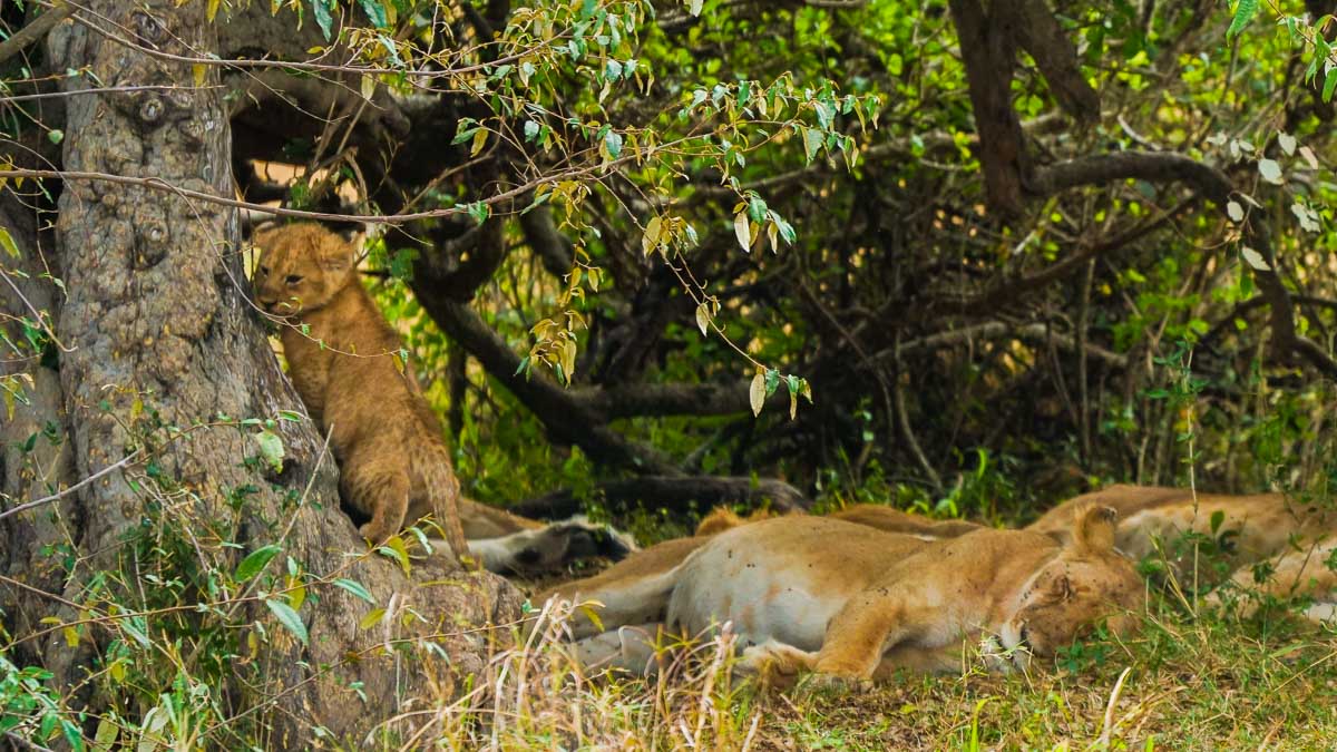 Baby Lion cub at Maasai Mara National Park - Kenya Safari Itinerary