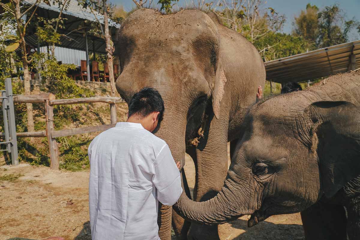 Getting close to Elephants at Elephant Retirement Park - Chiang Mai Itinerary