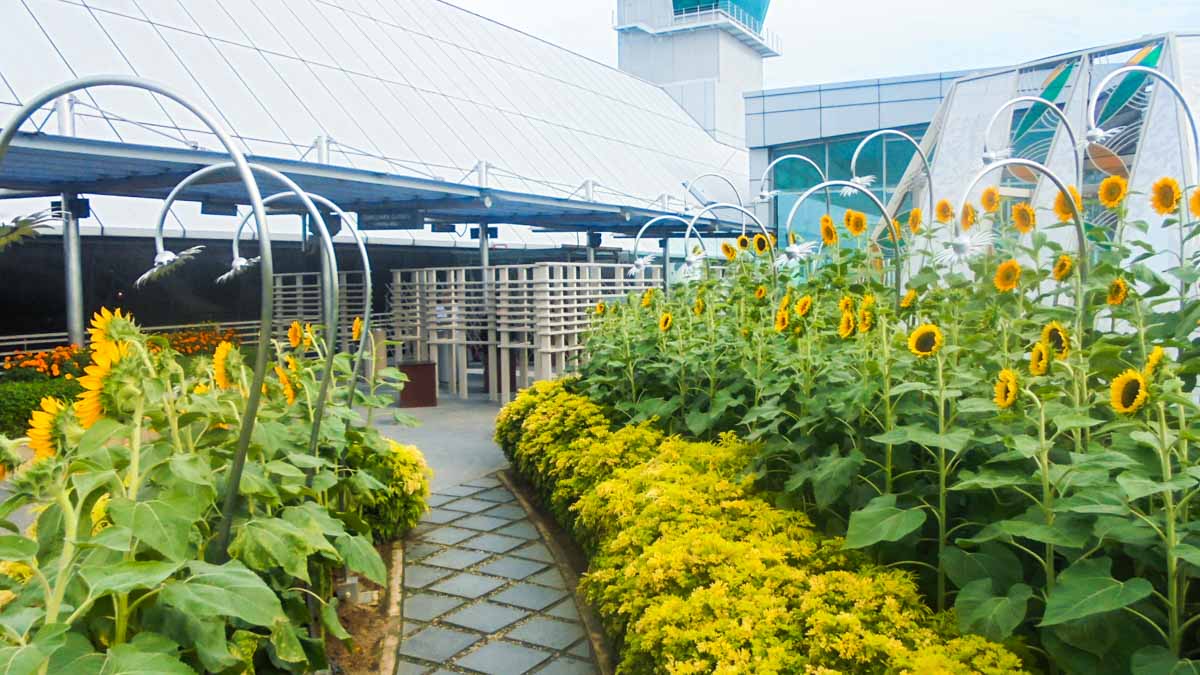 Changi Airport Sunflower garden - Reasons to love and hate Singapore 新加坡